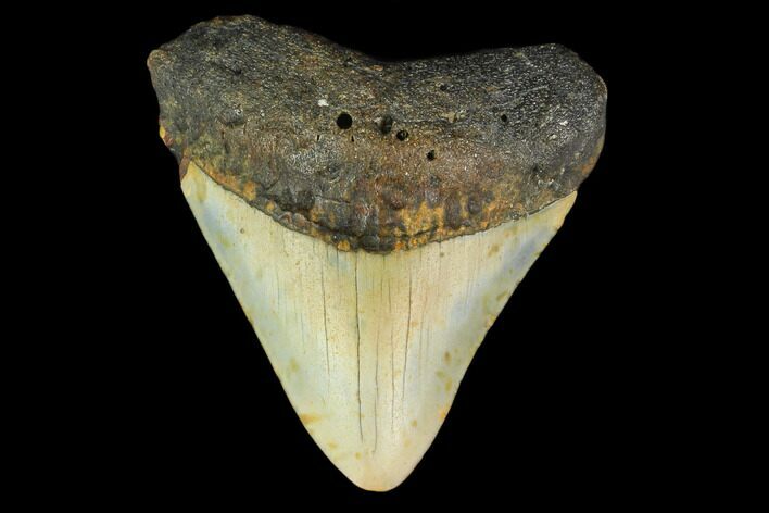 Bargain, 3.12" Fossil Megalodon Tooth - North Carolina